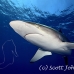 shark_silky_far_jar_h_0659_cub5741.jpg